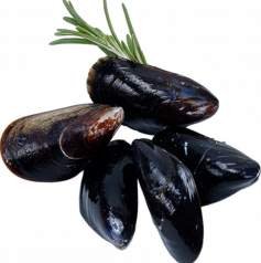 lasturovci (měkkýši)