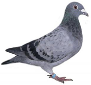 holoubě holoubě