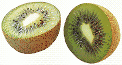 kiwi