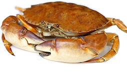 krab krab